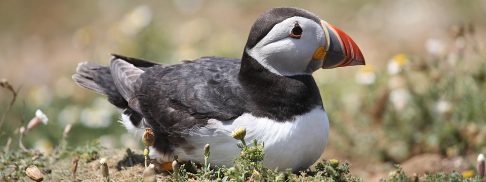 Puffin